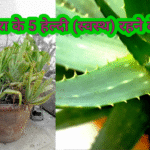 एलोवेरा पौधे के जबरदस्त फायदे है आप भी जानिए इसके तरीके